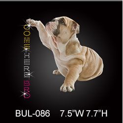 stock-bulldog-lifts-paw