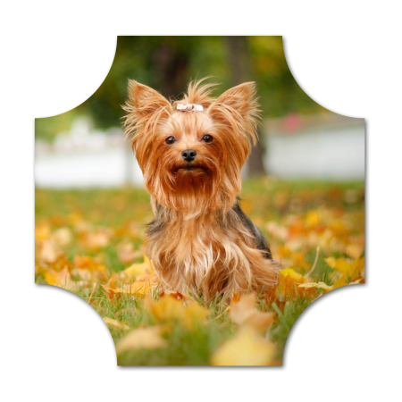 Cute Papillon Dog Fullcolor Digital Vinyl