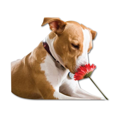 Lovely Dog Smelling the Flower Color Printable Transfer